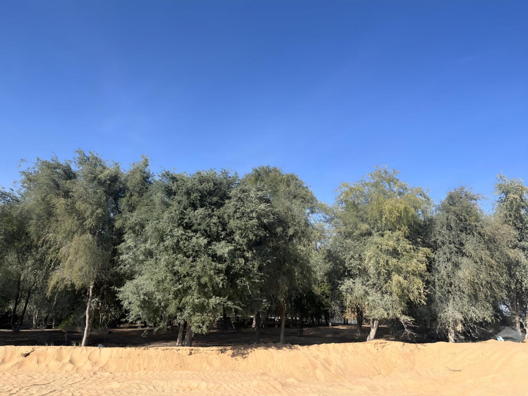 Campsite Sahara &