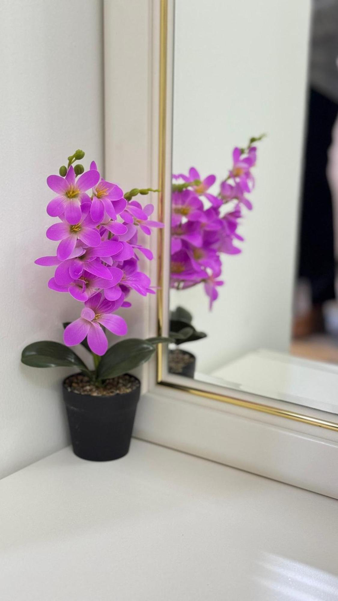 Your Perfect Sanctuary Apartment