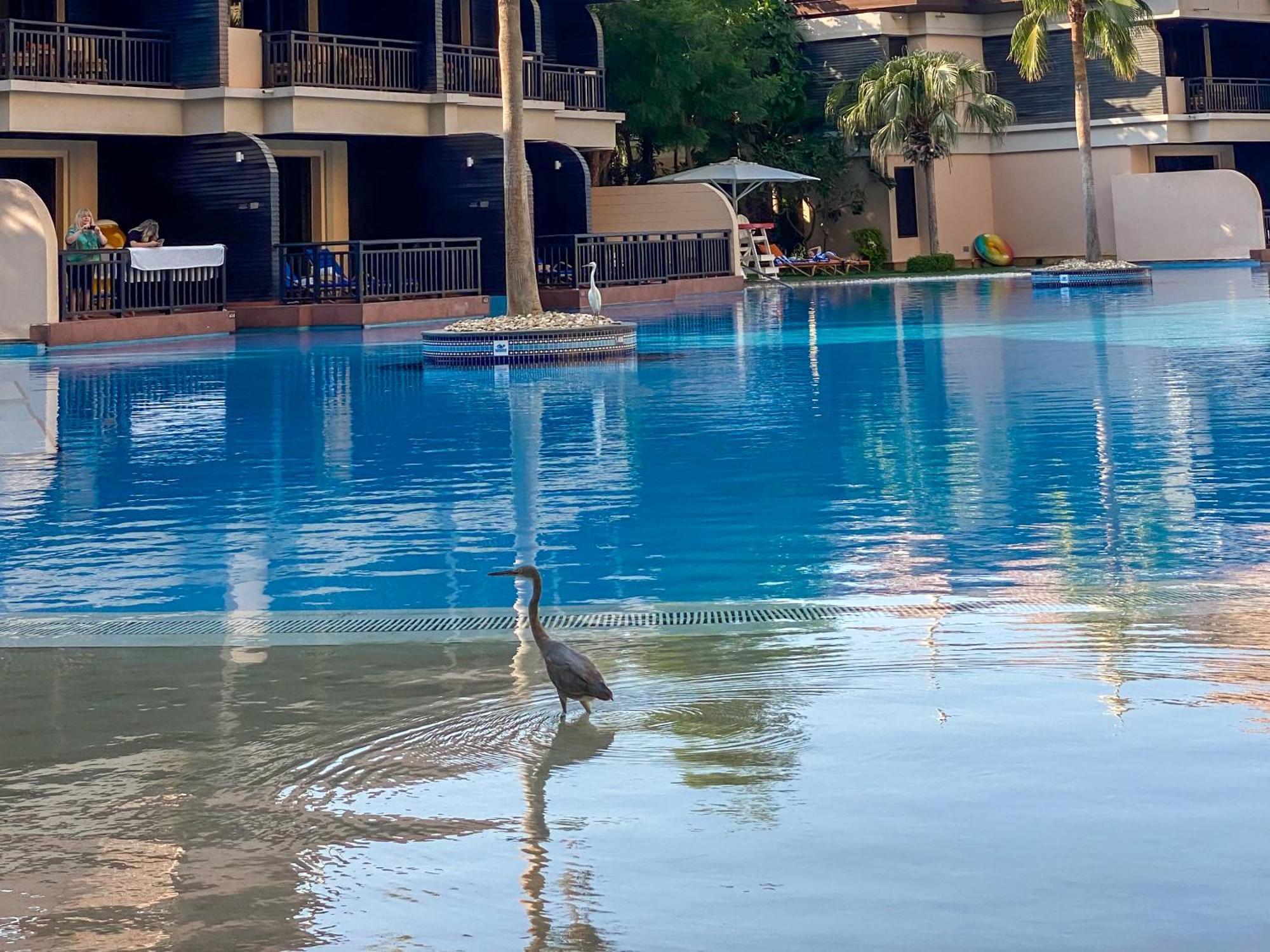 Elegant 1br Full Palm View At 5 Star Dubai
